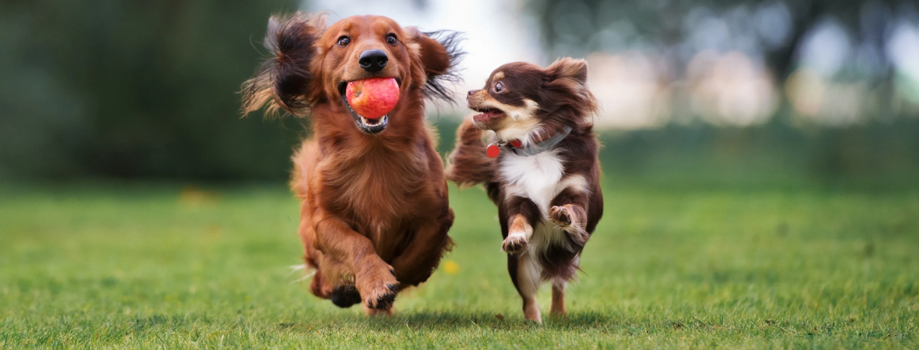 Two Dogs Running & One is Holding an Apple
